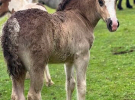 Beautiful black filly to make 15.2
