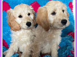 VET CHECKED STUNNING F1 MINIATURE GOLDENDOODLES