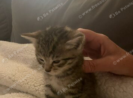 Mixed bengals kittens