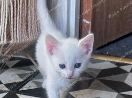 Male white kitten