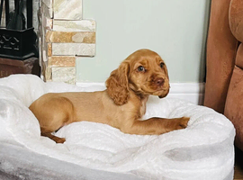 READY SOON,Cocker Spaniel Puppies