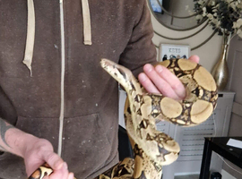 Male red tail Boa
