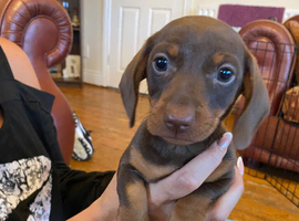 Dachshund
