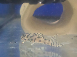 L number plecos