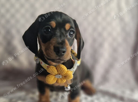 Stunning smooth haired miniature dacshund