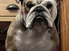 English Bulldog For Stud