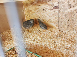 Young Chinese painted quail and