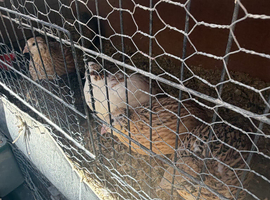 Free to a good home quails