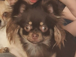 Russian chihuahua for sale