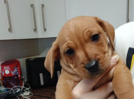 Staffy x jack chihuahua