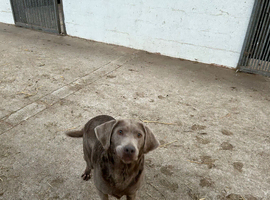 Silver Labrador kc reg bitch