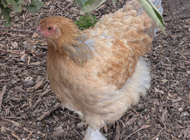 Mixed colours large brahma pullets and hens