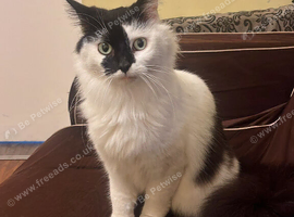 Gorgeous female turkish van cat spayed
