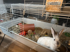 Rabbit for sale