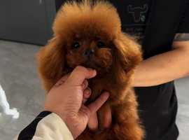 Teacup korean asian toy poodle stud