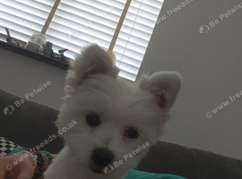 Pomeranian cross