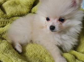 Pomeranian puppies ready now 2 males