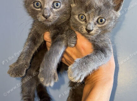 Last 2 BSH KITTENS