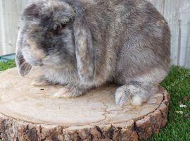 Mini lop male rabbit