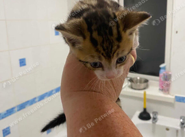 Kittens for sale