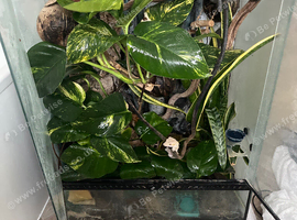 Male crested gecko and 90x45x60cm Viv