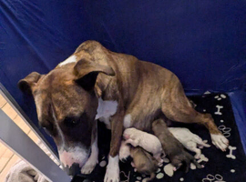 Selling our 10 lovely puppies