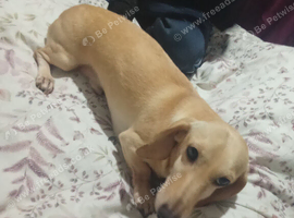 Dachshund