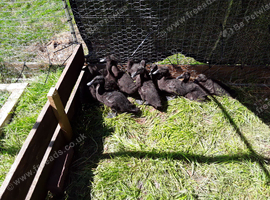 Beautiful Cayuga ducklings for sale.