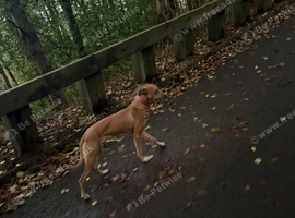 Lurcher 10 months old