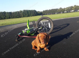 Miniature dachshund