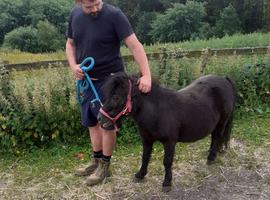 Reg. Miniature Shetland mare, 5yrs,