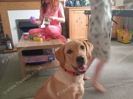 Charlie 7 month old pup