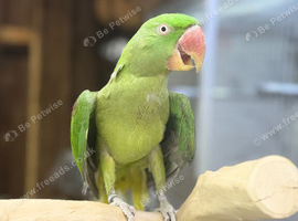 Female Alexenderian parrot
