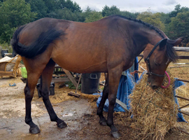 !15.1 tb dappled Bay mare!