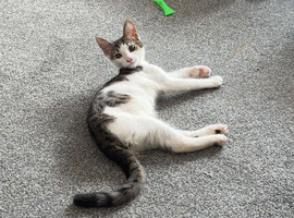 Boy cat