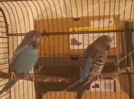 Black Face budgies