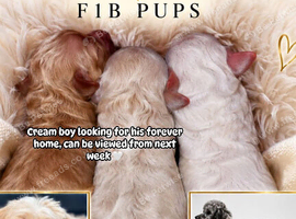 Maltipoo F1B puppies ready Dec 17th