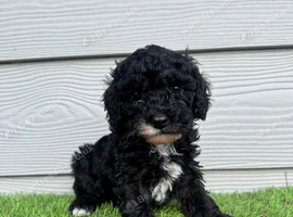 Black & White Stunning Cavapoo Male Puppy