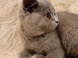 2x female Gccf registered kittens ready to go