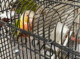 Conure breeding pear &pound;349