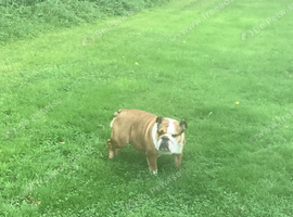 Bulldog bitch for rehoming