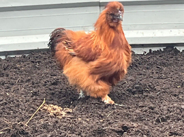 Silkie cockerels