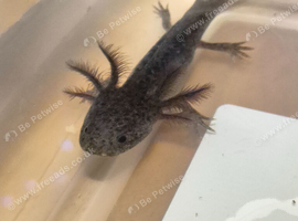 Multiple axolotl available