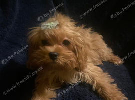 Extensively DNA clear XS cavapoo female