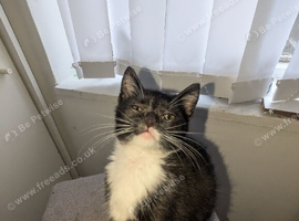 12 week kitten for sale