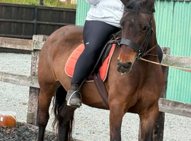 Welsh d mare