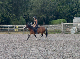 Project pony