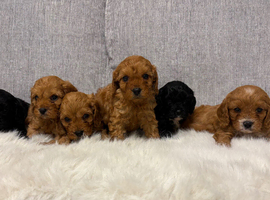 F1 cavapoo puppies fully vet health checked