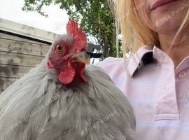 Lavender Pekin Bantam Cockerel