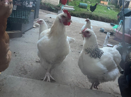 Rooster raised around kids and other pets, PET HOME ONLY
